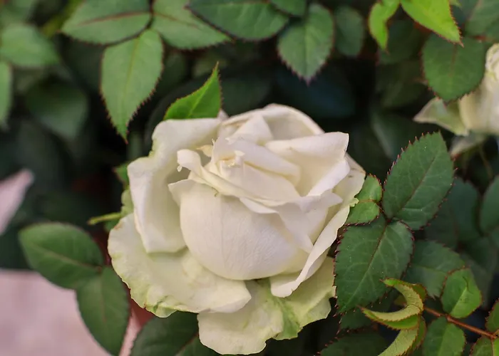 Aurelia Maison Apartmán