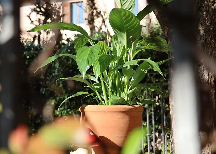 Aurelia Maison Verona