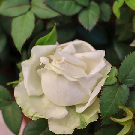 Aurelia Maison Lejlighed