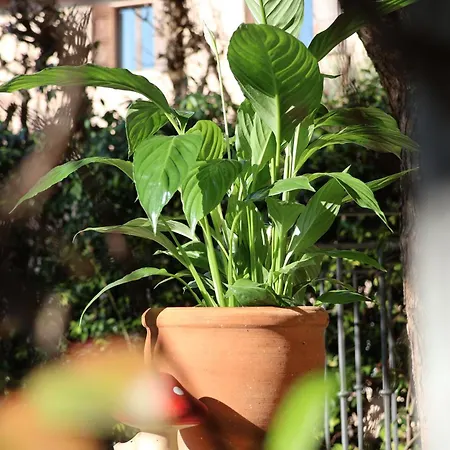 Aurelia Maison Verona